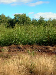 Sep 2013: 6A former besom coppice